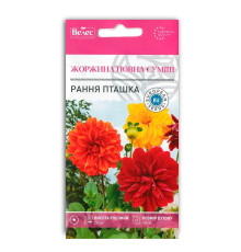 Жоржина Рання пташка