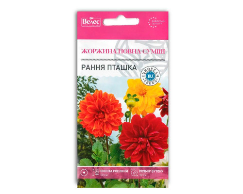 Насіння квітів Жоржина Рання пташка фото
