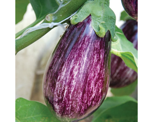Насіння баклажанів Лейре F1 (Leire F1)