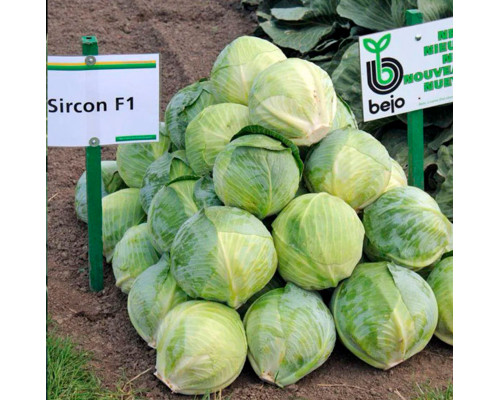 Насіння капусти білоголової Сіркон F1 (Sircon F1)