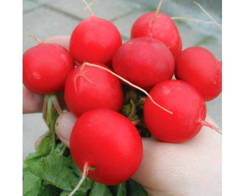 Насіння редиски Рудольф (Rudolf)