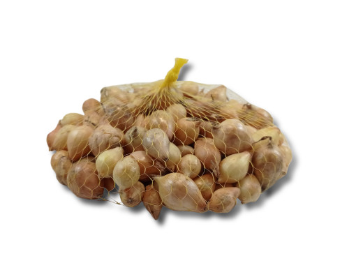 Цибуля сіянка Радар (Рейдер)
